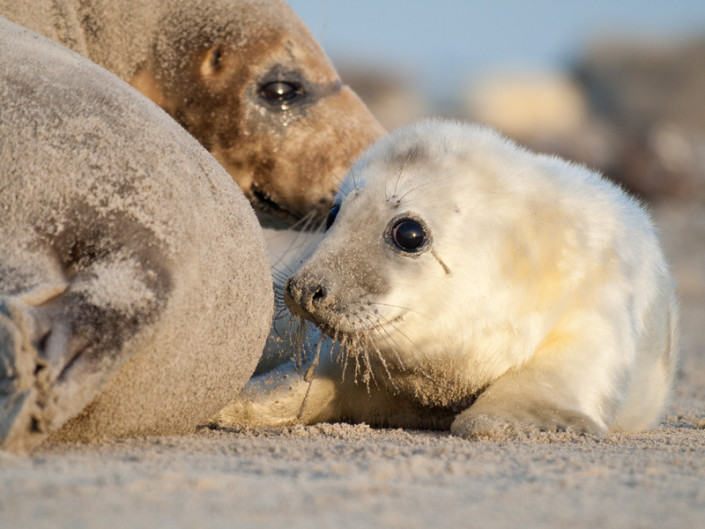 Grey Seal (Halichoerus grypus) on the Beach